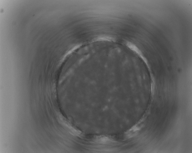 X0000062830249200601271958