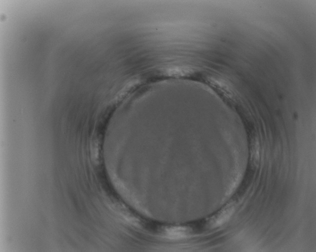 X0000062830268200601271958