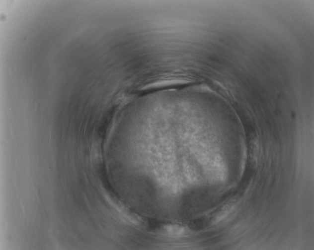 X0000062830272200601271958