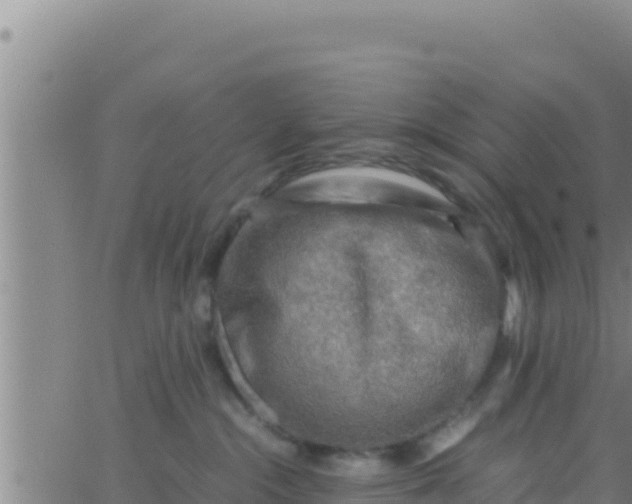 X0000062830284200601271959