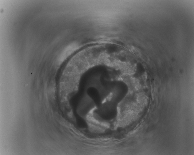 X0000062830295200601271958