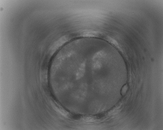 X0000062830299200601271958