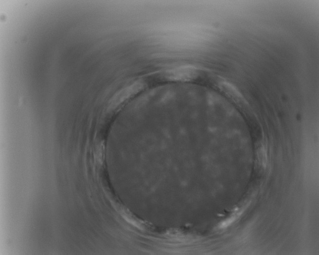 X0000062830325200601271957