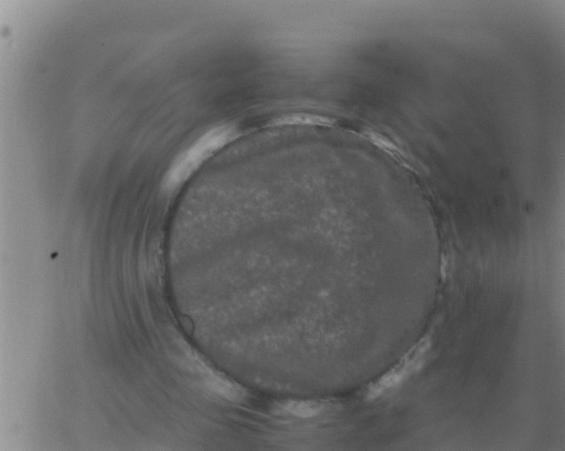 X0000062830341200601271956