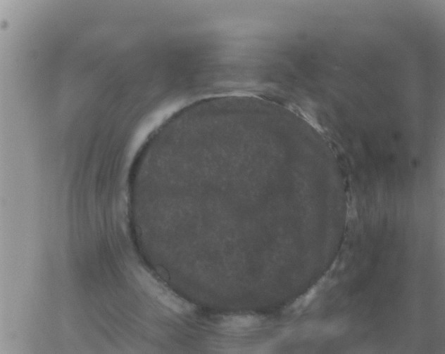 X0000062830342200601271956