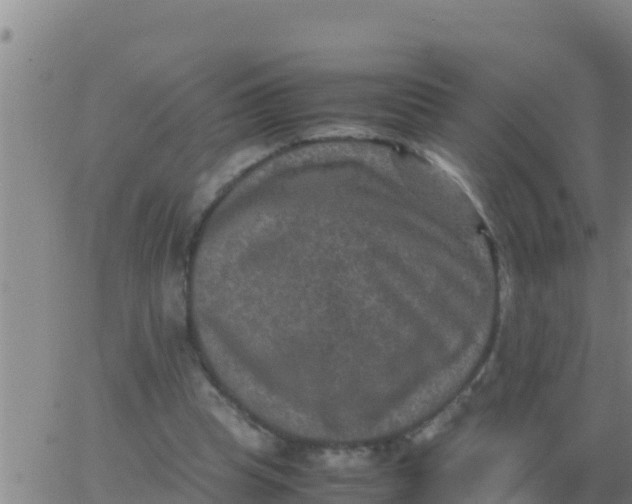 X0000062830345200601271956