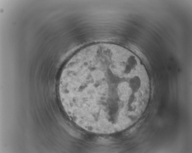 X0000062830346200601271957