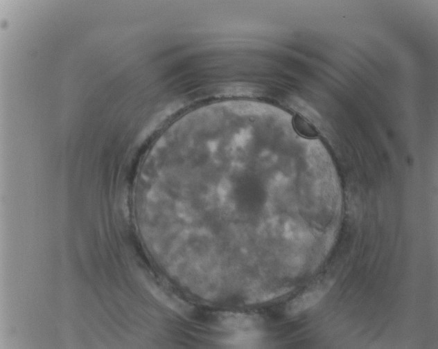 X0000062830347200601271957