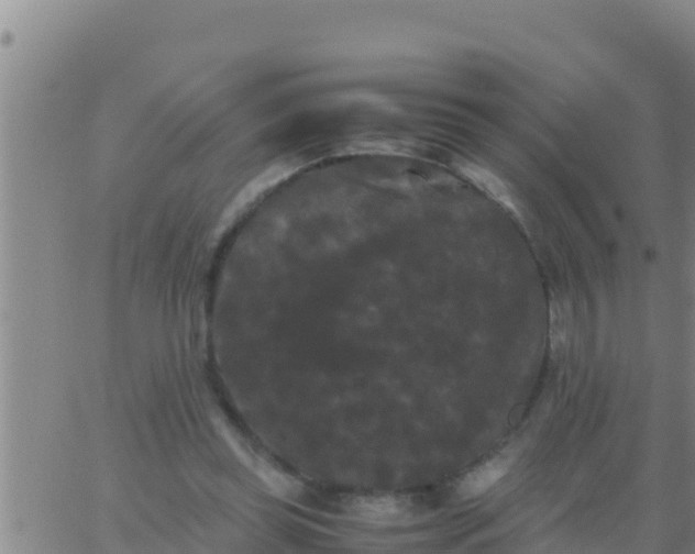 X0000062830349200601271957