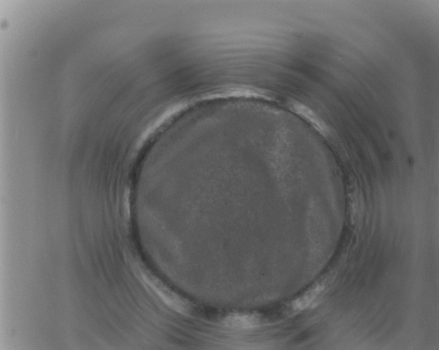 X0000062830350200601271957