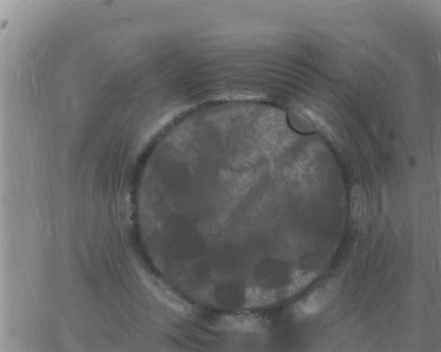 X0000062830351200601271957