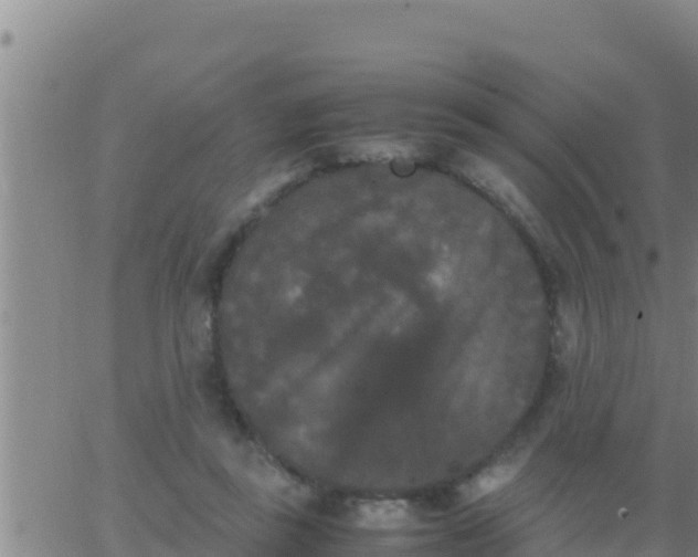 X0000062830355200601271957