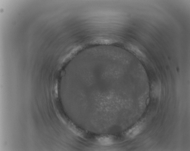 X0000062830358200601271957