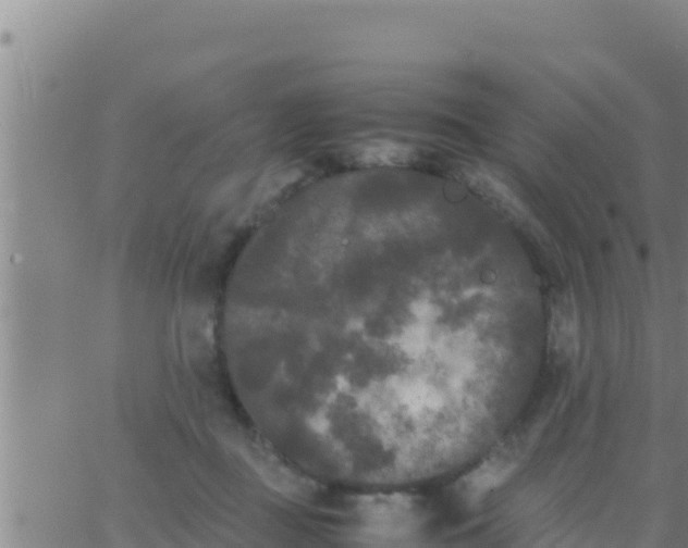 X0000062830363200601271957