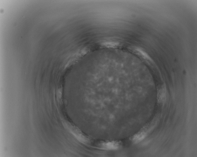 X0000062830365200601271957