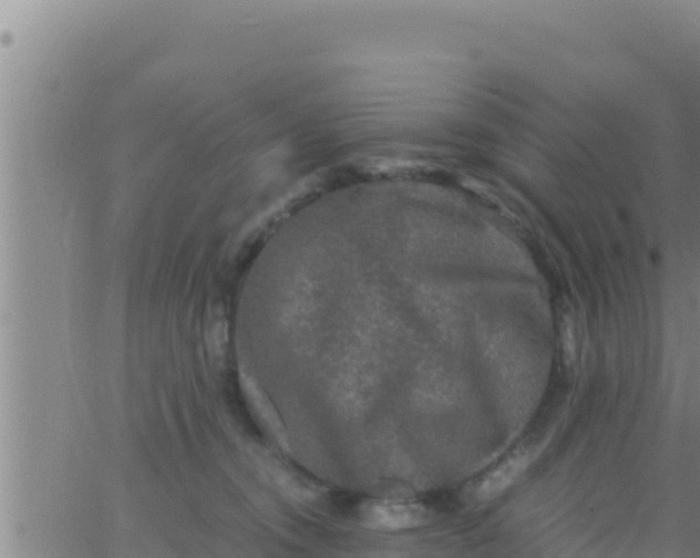 X0000062830372200601271957