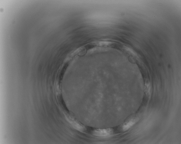 X0000062830381200601271957