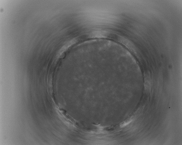 X0000062830386200601271956