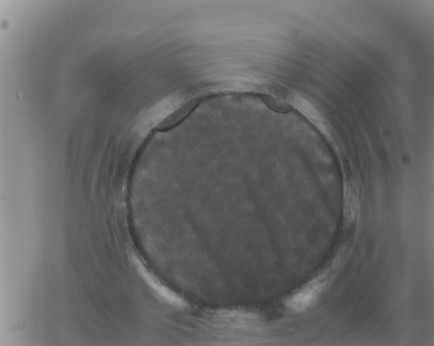 X0000062830389200601271956