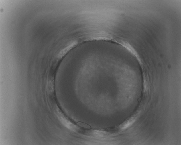 X0000062830393200601271956