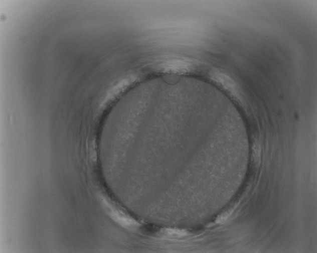 X0000062830403200601271956