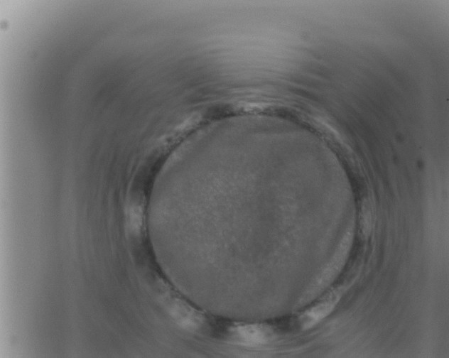 X0000062830417200601271956