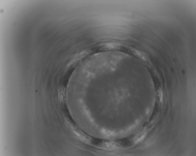 X0000062830423200601271956