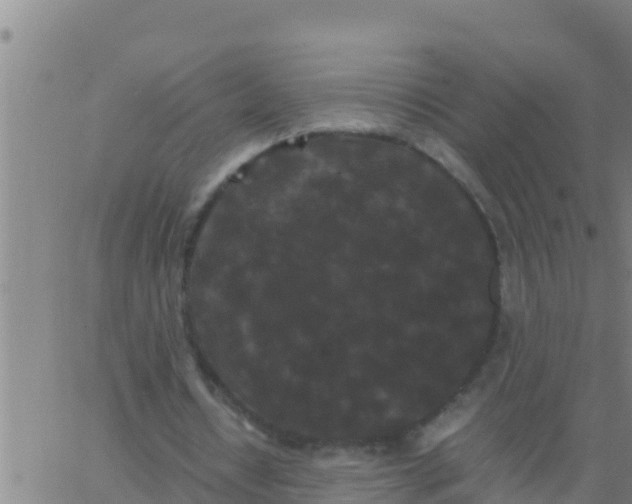 X0000062830434200601271955