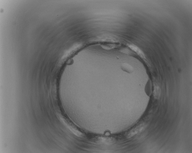 X0000062830442200601271955