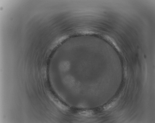 X0000062830447200601271955