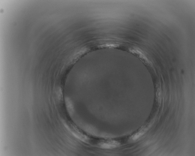 X0000062830459200601271955