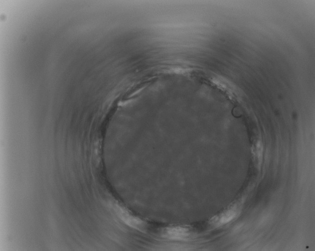 X0000062830462200601271955