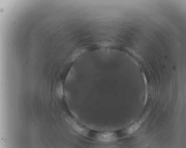 X0000062830479200601271956