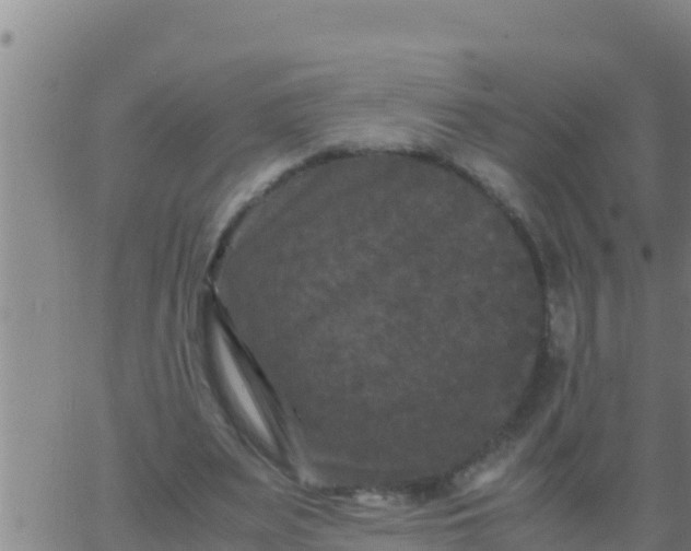 X0000062830487200601271955