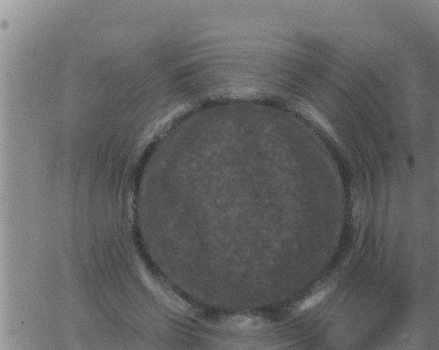 X0000062830542200601271953