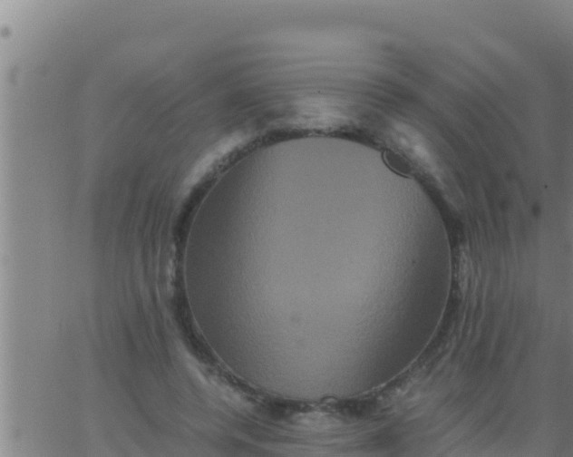 X0000062830544200601271953