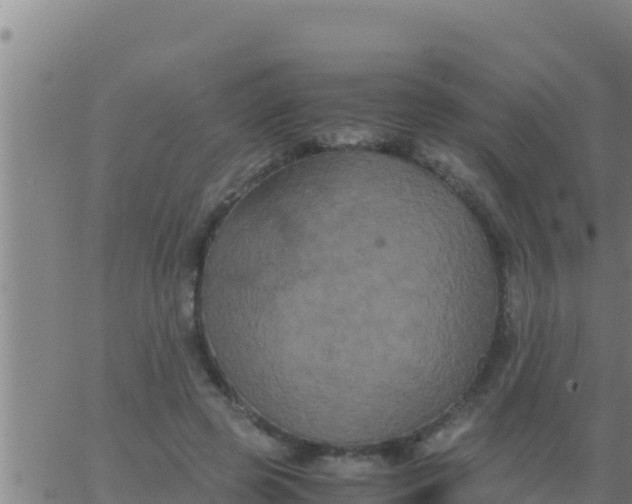 X0000062830545200601271954