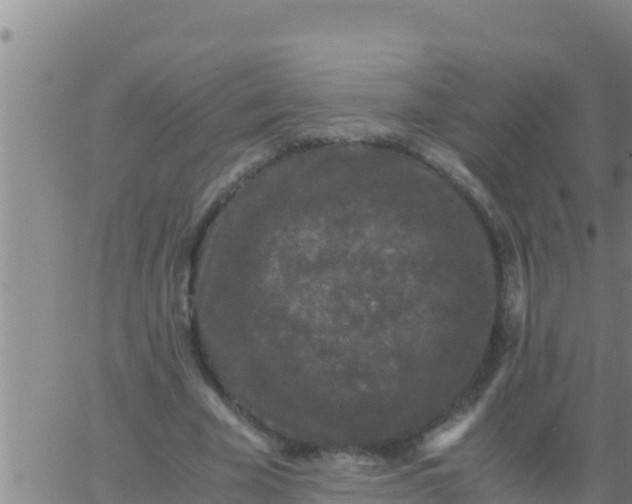 X0000062830585200601271953