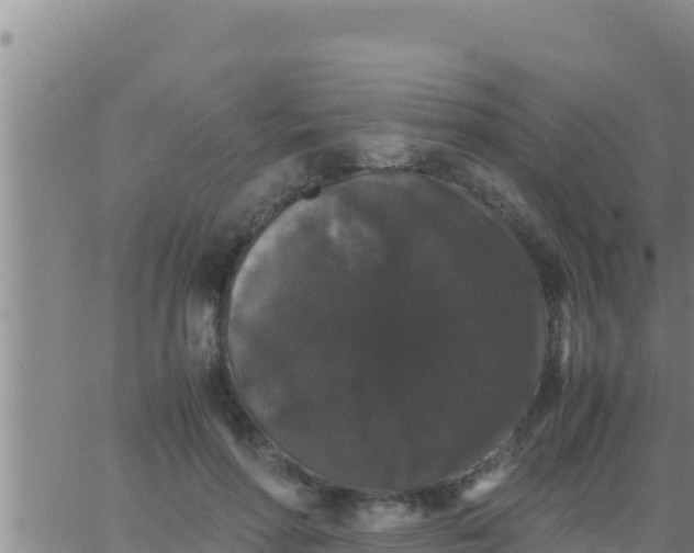 X0000062830598200601271953