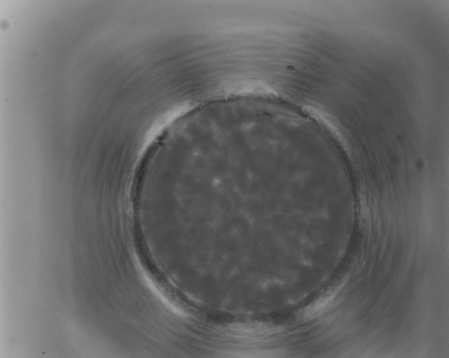 X0000062830630200601271952