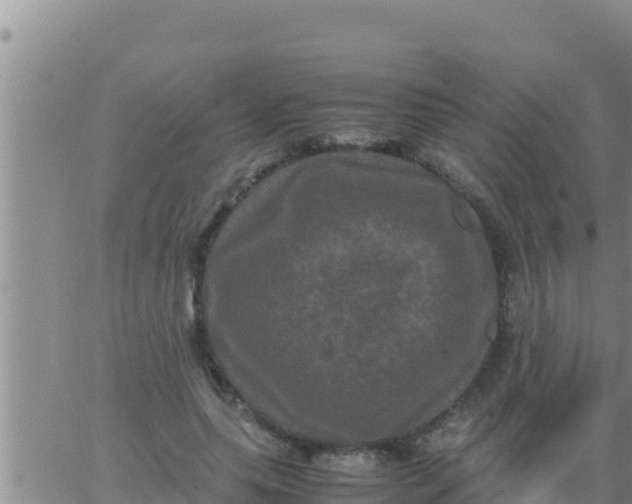 X0000062830639200601271952