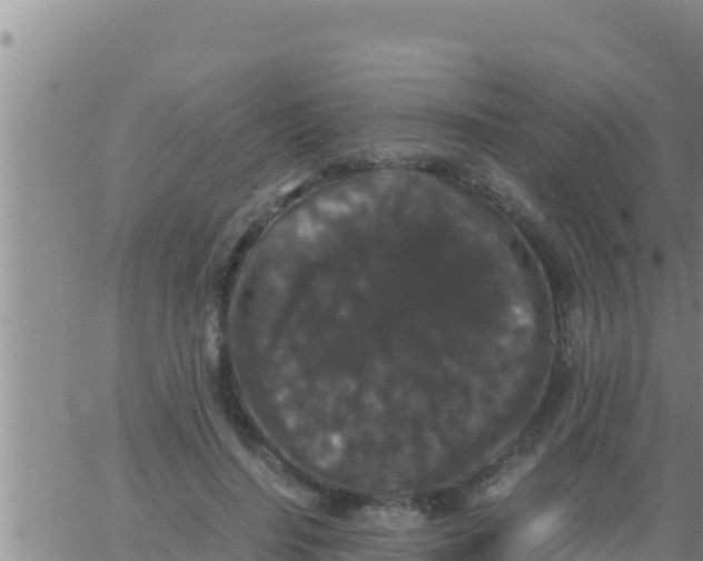 X0000062830644200601271952