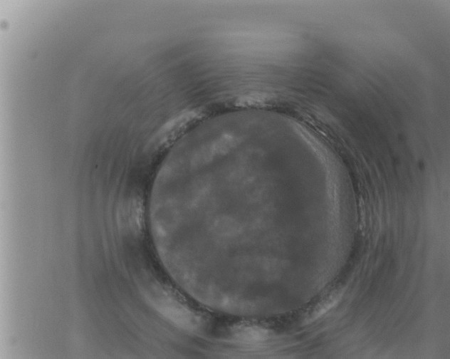 X0000062830648200601271952