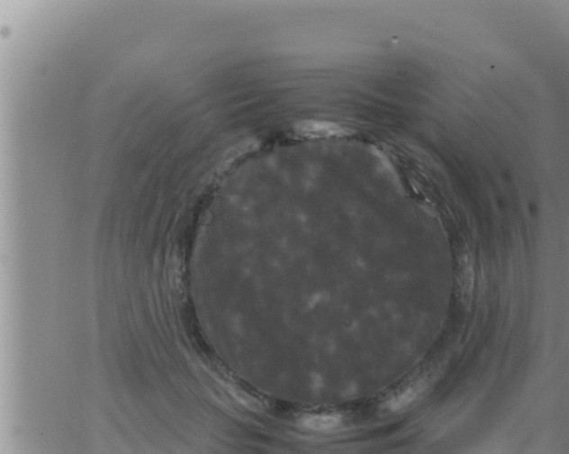 X0000062830653200601271952