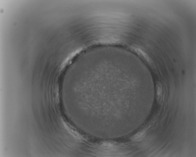 X0000062830684200601271951