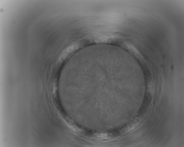 X0000062830687200601271951