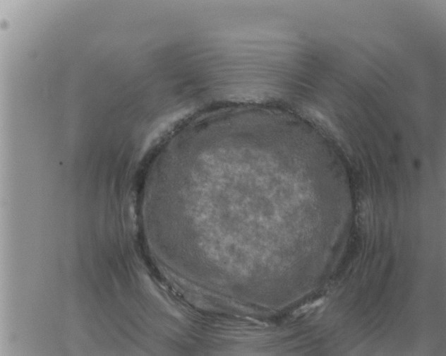 X0000062830688200601271951