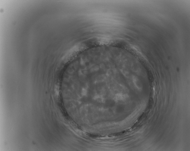 X0000062830691200601271951