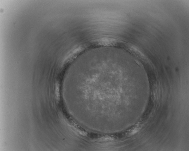 X0000062830696200601271951