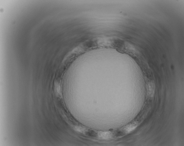 X0000062830705200601271951